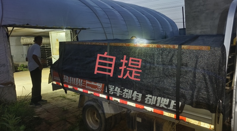 大麦虫5公分以上