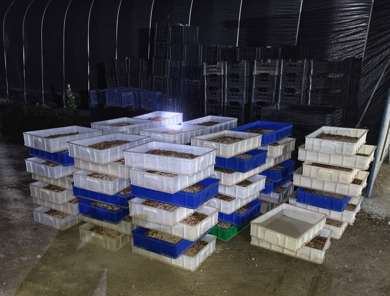 大麦虫5公分以上