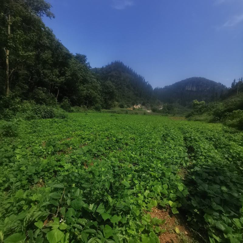 地萝卜，凉薯，地瓜，沙葛，土瓜