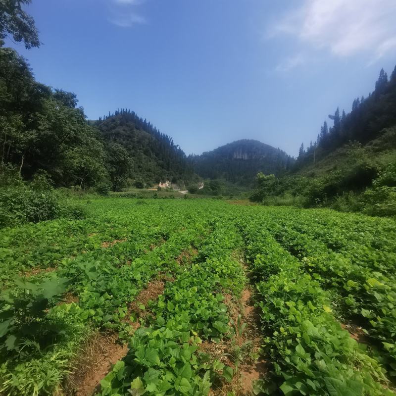 地萝卜，凉薯，地瓜，沙葛，土瓜