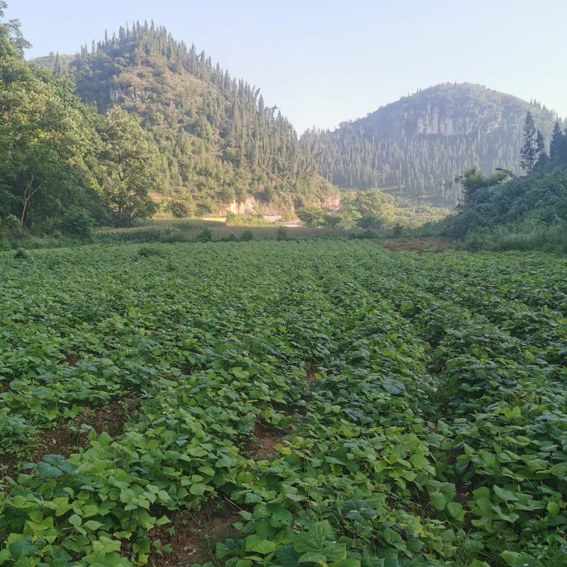 地萝卜，凉薯，地瓜，沙葛，土瓜