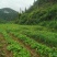 地萝卜，凉薯，地瓜，沙葛，土瓜