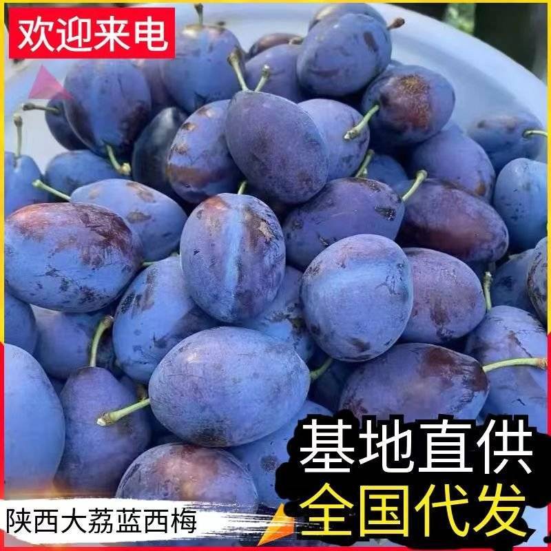 【法兰西蓝梅李子】陕西西梅李子批发/基地现摘/可全国发货