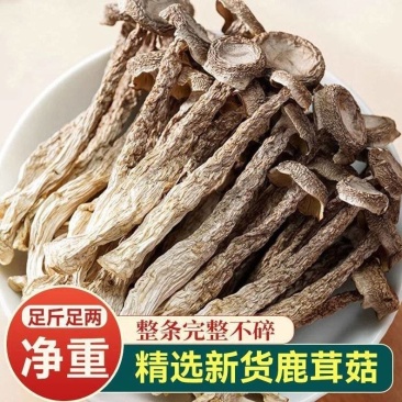 精品鹿茸菇，厂家直销，各种规格定制，大菇、中菇、嫩仔。