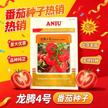 龙腾4号抗病高档石头番茄种子无限生长大红果西红柿种籽抗病