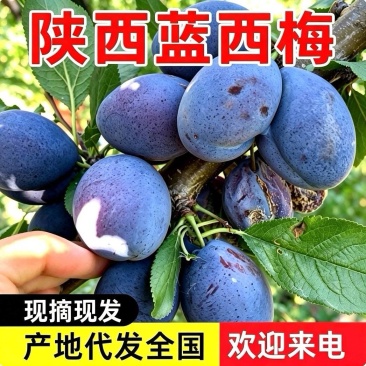 《精选》蓝西梅李子批发/陕西李子/陕西西梅李子/现摘现发