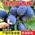 《精选》蓝西梅李子批发/陕西李子/陕西西梅李子/现摘现发