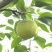 万亩皇冠梨种植基地现摘现发大量供应全国商超档口承接电商