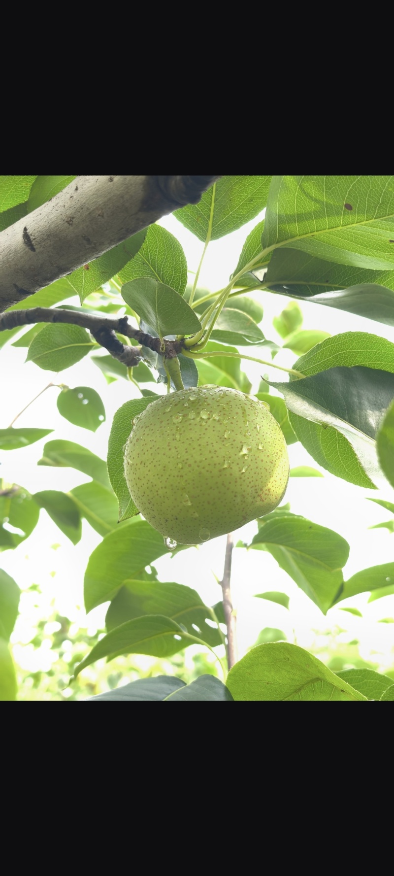 万亩皇冠梨种植基地现摘现发大量供应全国商超档口承接电商