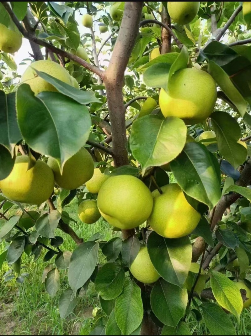 万亩皇冠梨种植基地现摘现发大量供应全国商超档口承接电商