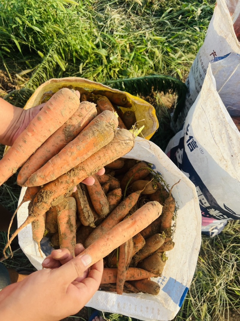 地头胡萝卜清仓大小果统一按次果低价出腌制品饲喂通用