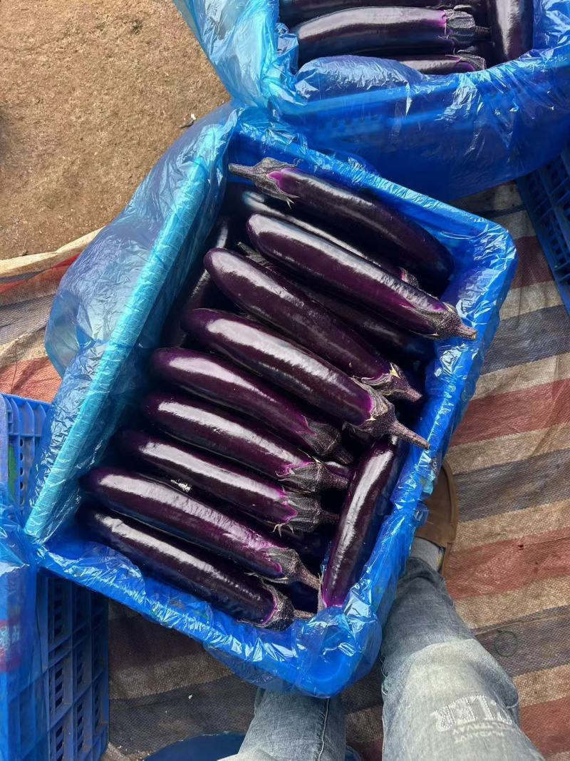 贵州烤茄子