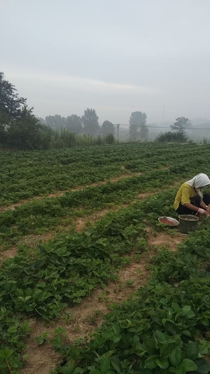 宝珠草莓苗-品种纯正，上市早，口感好，硬度高抗病能力强。