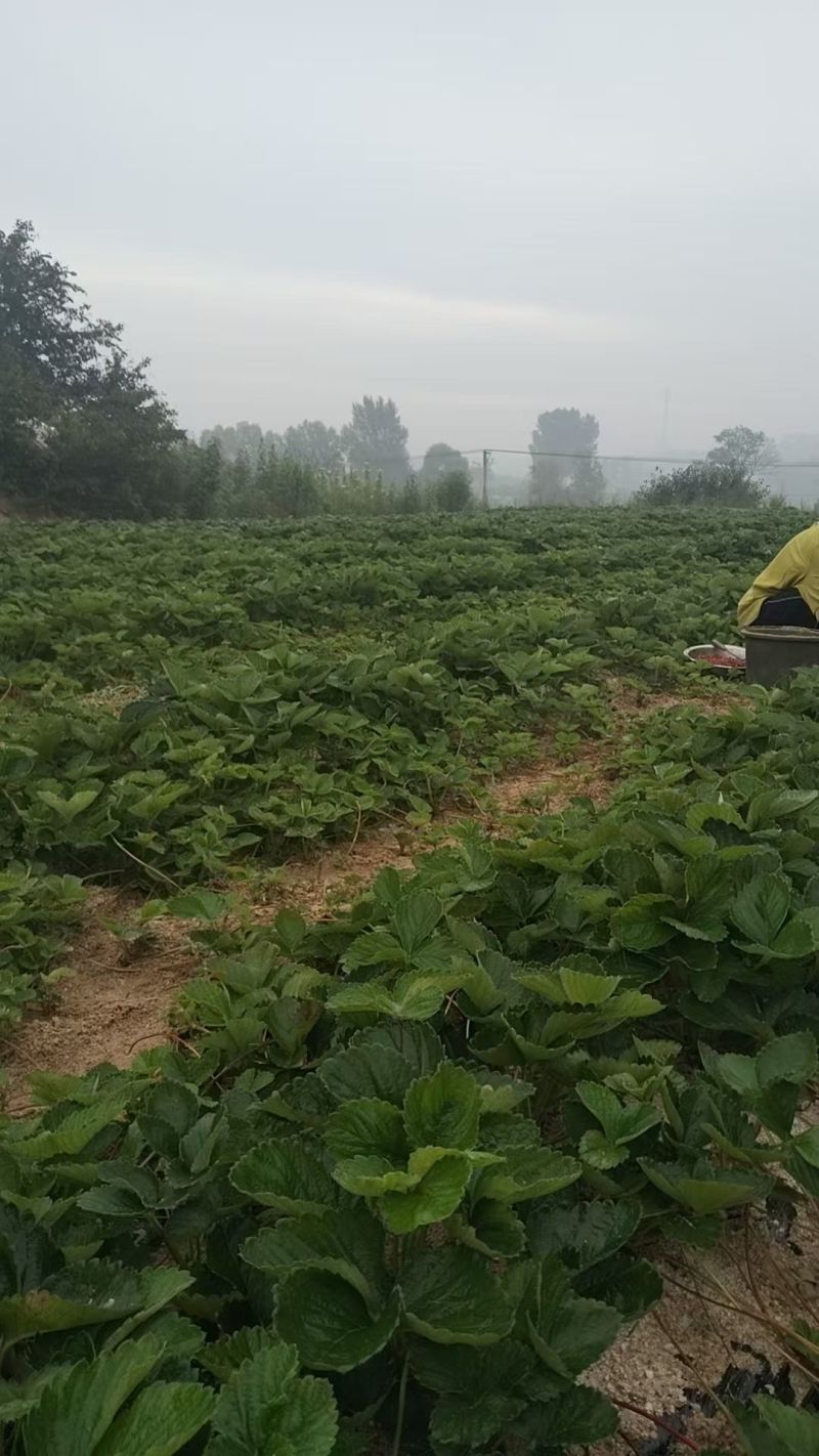 宝珠草莓苗-品种纯正，上市早，口感好，硬度高抗病能力强。
