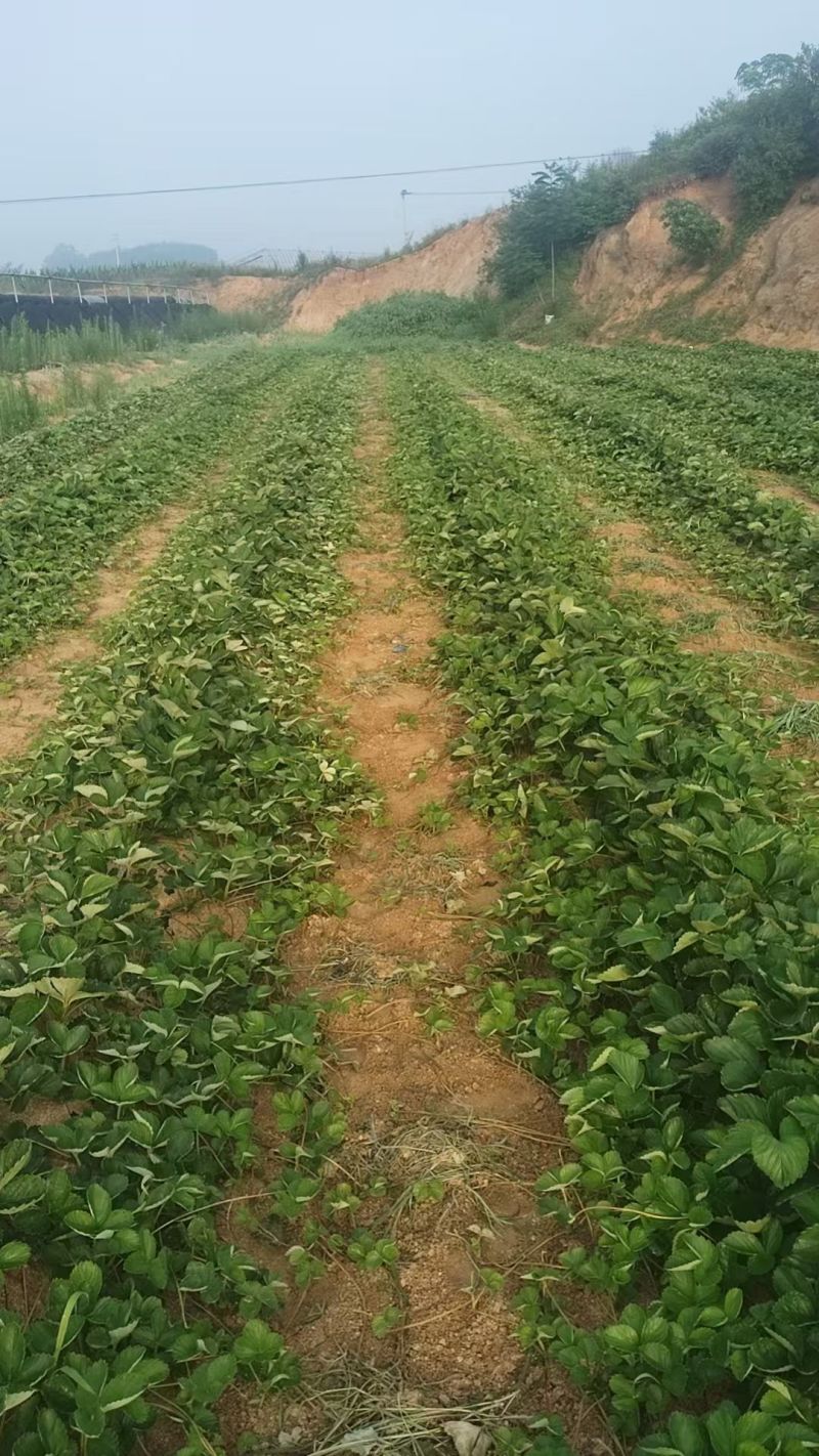 宝珠草莓苗-品种纯正，上市早，口感好，硬度高抗病能力强。