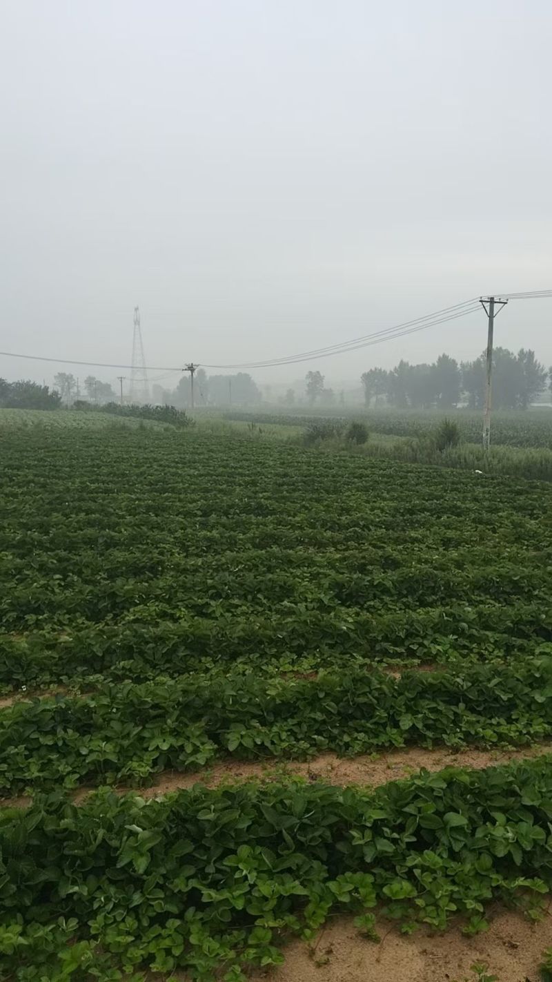 宝珠草莓苗-品种纯正，上市早，口感好，硬度高抗病能力强。