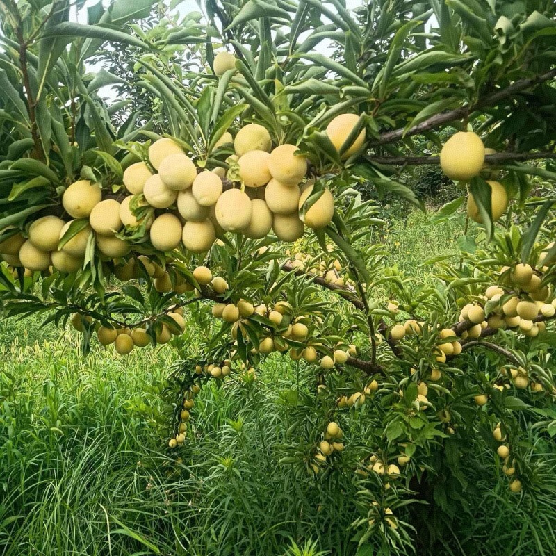 陕西金西梅李子批发，金西梅李子基地直供/现摘全国发货