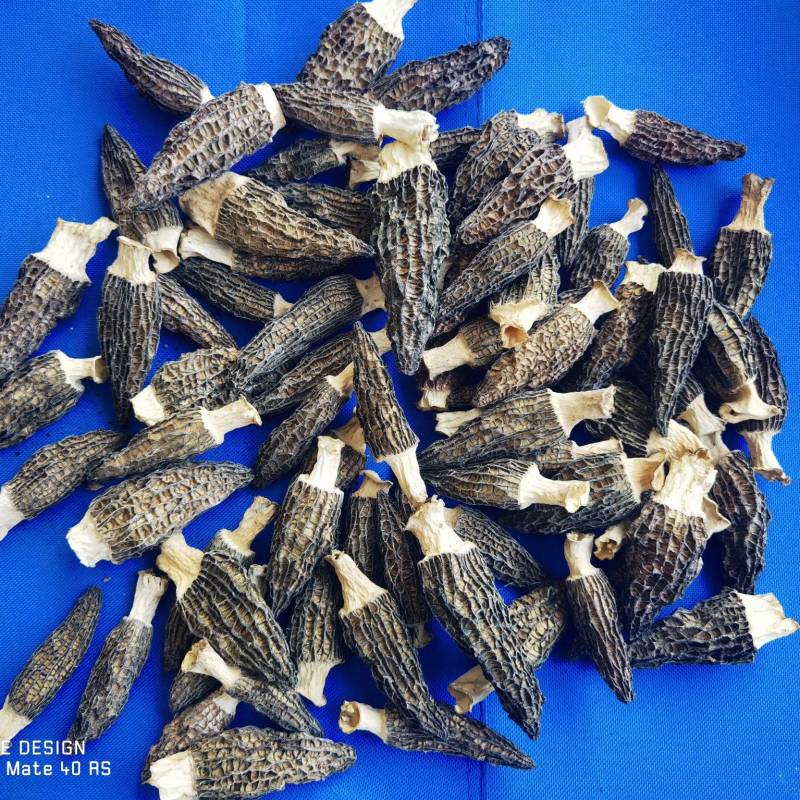 羊肚菌干货