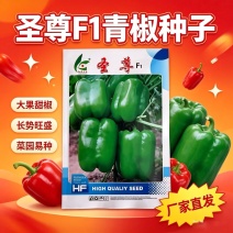圣尊甜椒种子大果灯笼椒种子绿果方灯笼形辣椒种子早熟脆甜