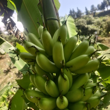 云南高山皇帝蕉（小米蕉）