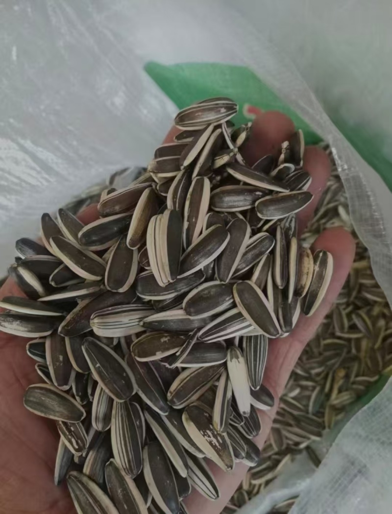 瓜子葵花籽向日葵生瓜子炒货鹦鹉粮瓜子