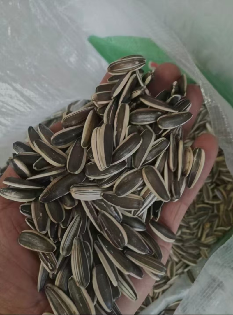 瓜子葵花籽向日葵生瓜子炒货鹦鹉粮瓜子