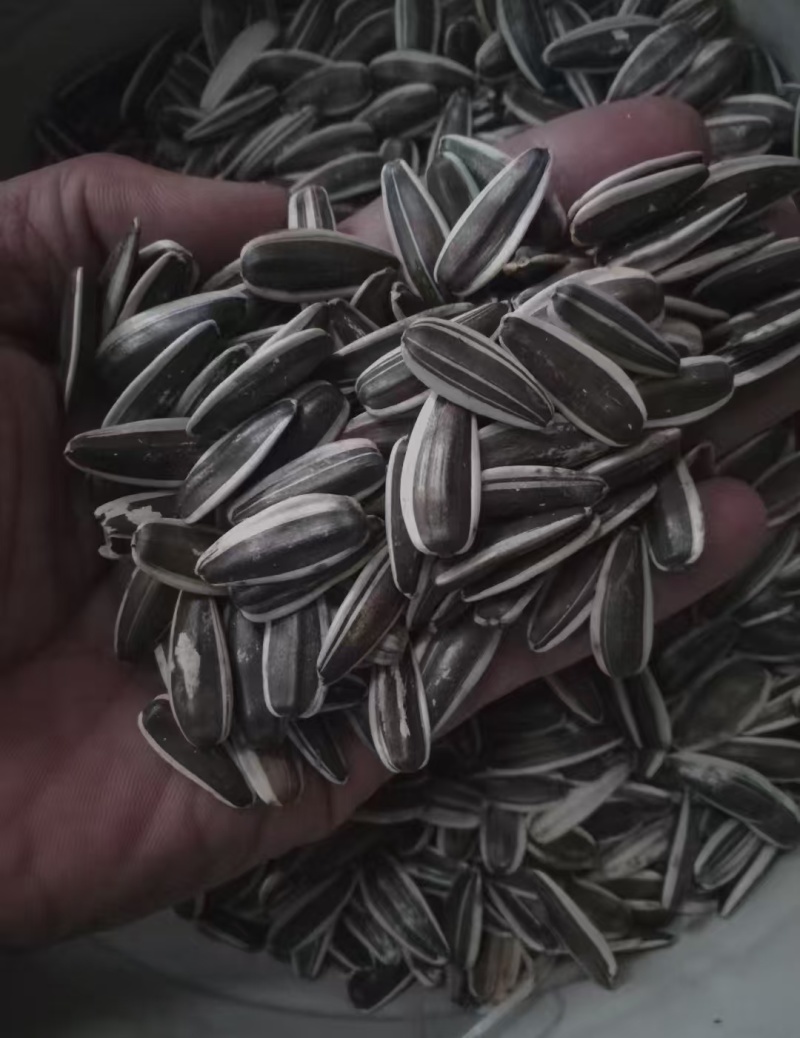 瓜子葵花籽向日葵生瓜子炒货鹦鹉粮瓜子