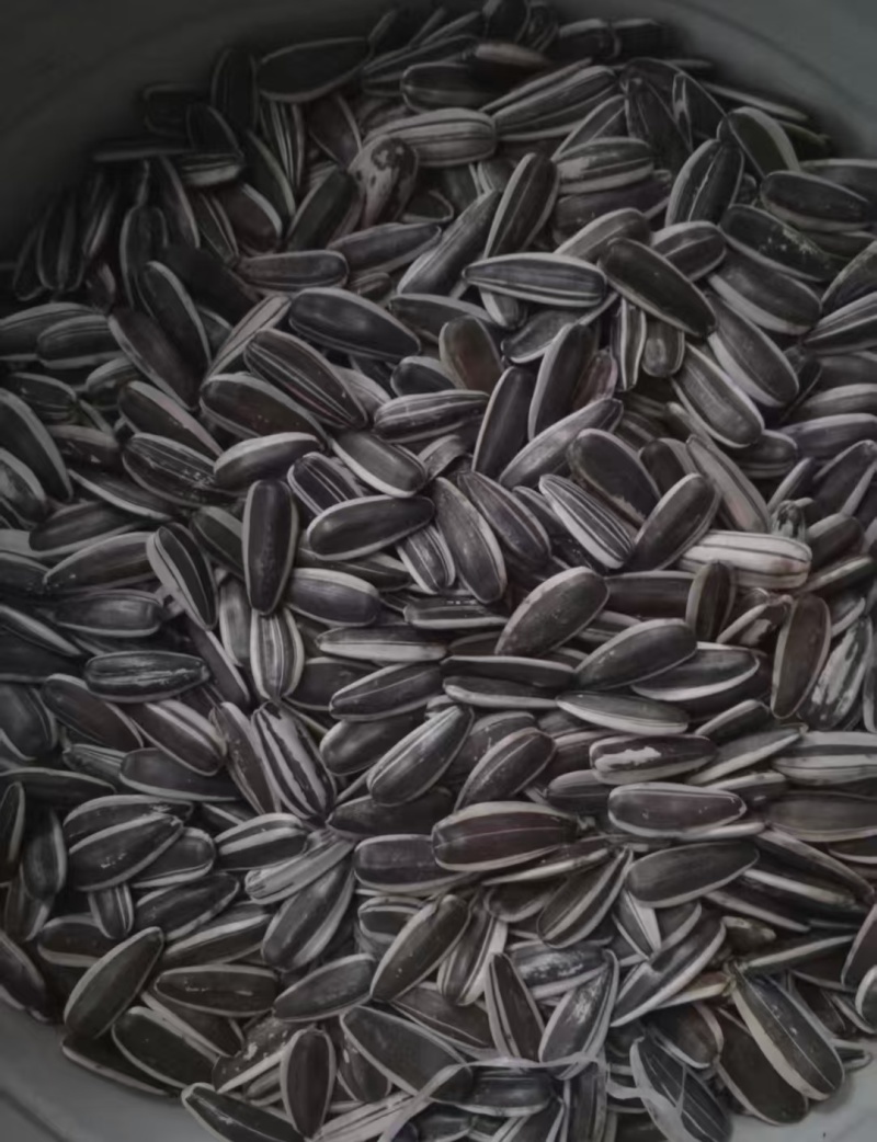 瓜子葵花籽向日葵生瓜子炒货鹦鹉粮瓜子