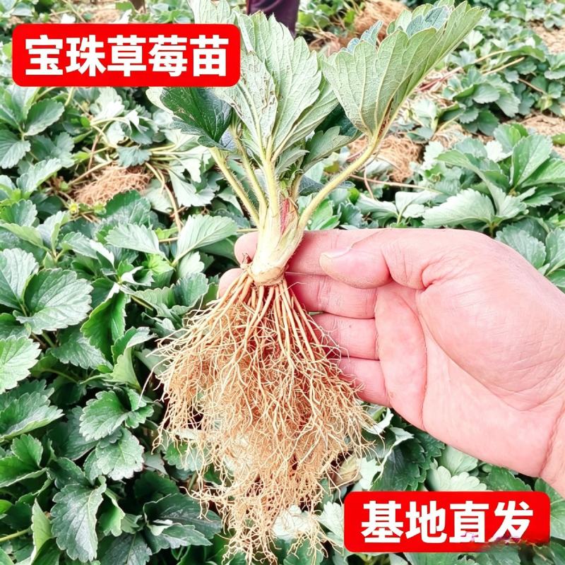 宝珠草莓苗-品种纯正，上市早，口感好，硬度高抗病能力强。