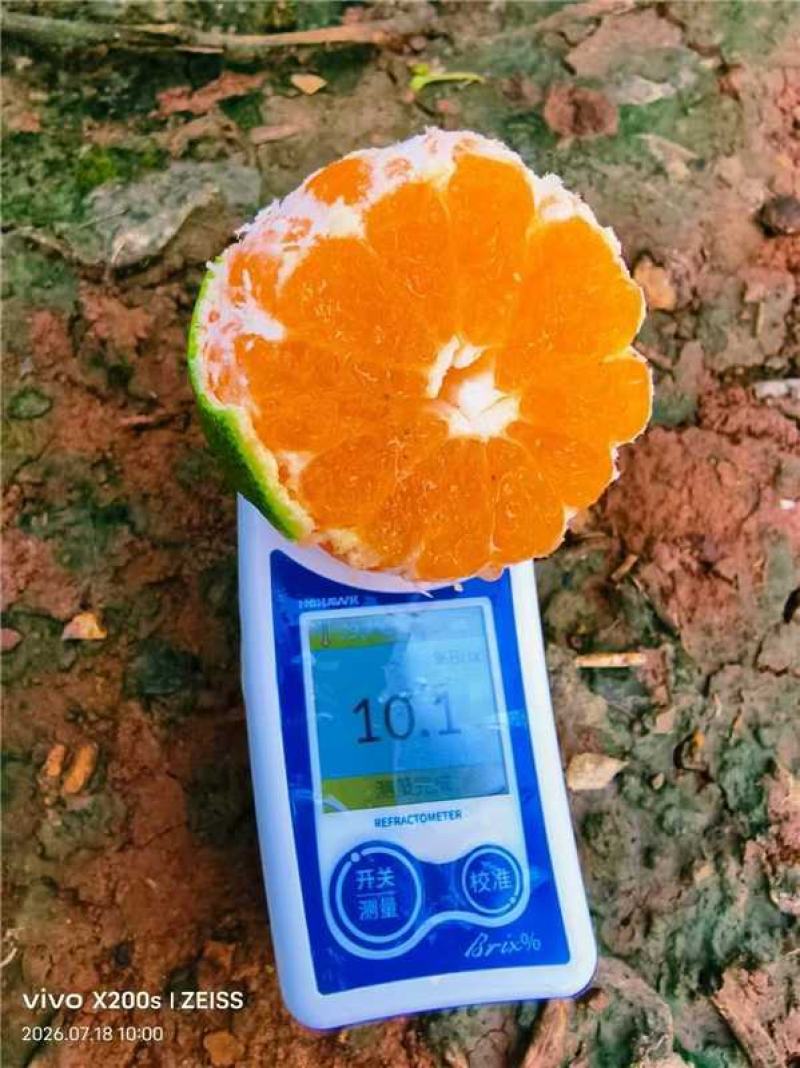 精品蜜橘大量上市，有需要的可以随时联系我哈！