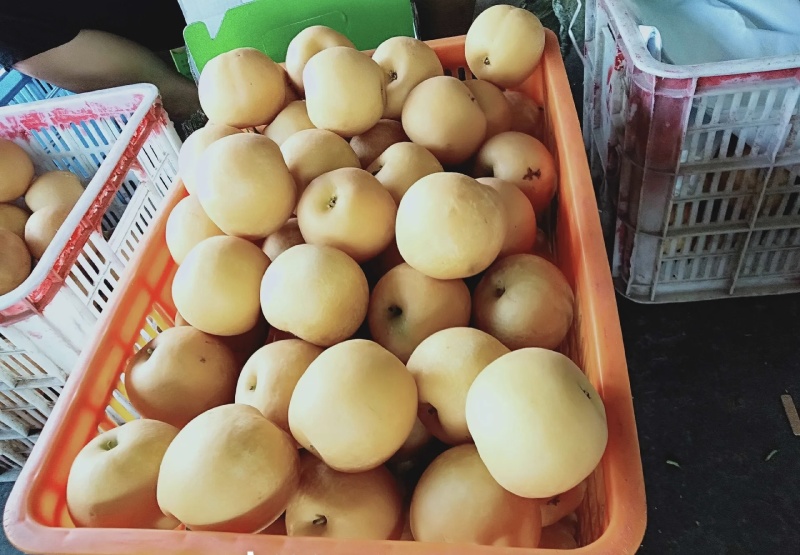 湖北圆黄梨皇冠梨大量有货基地直供品质优现摘现发清脆甜