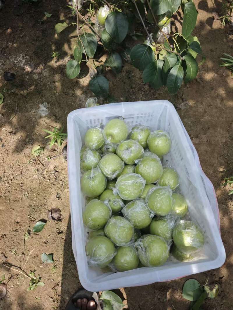 皇冠梨大量有货基地直供品质优清甜脆口欢迎来电咨