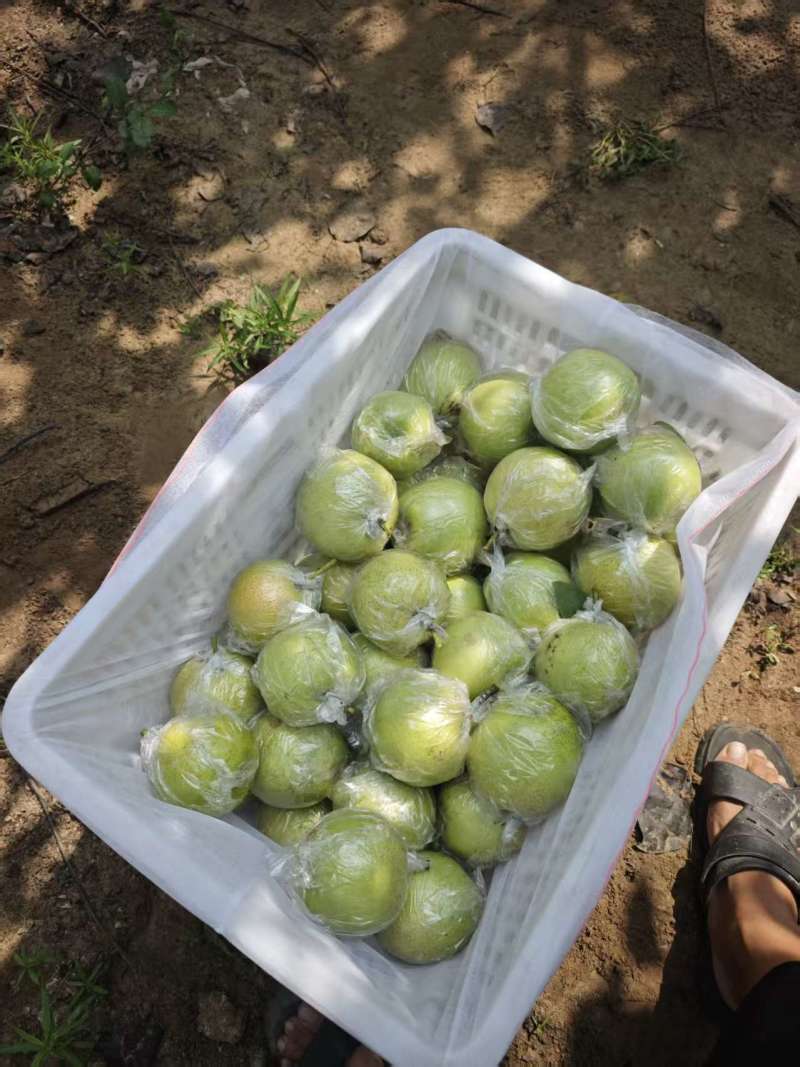 皇冠梨大量有货基地直供品质优清甜脆口欢迎来电咨
