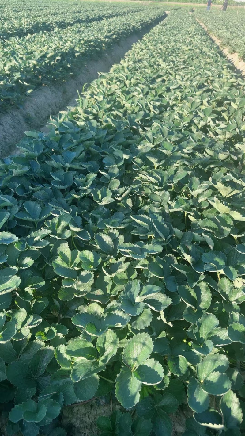 红玉草莓壮苗，花芽齐畸形果少，大棚栽种丰产稳产