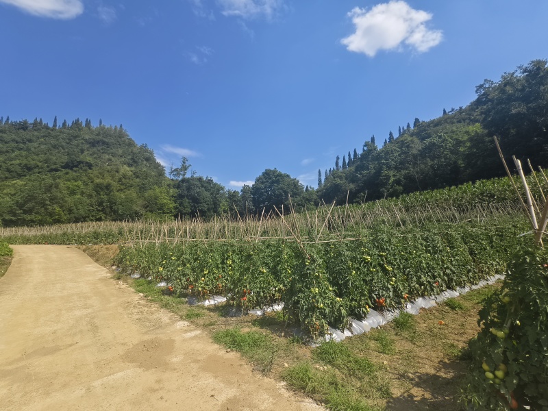 西红柿，量大从优，刚上市