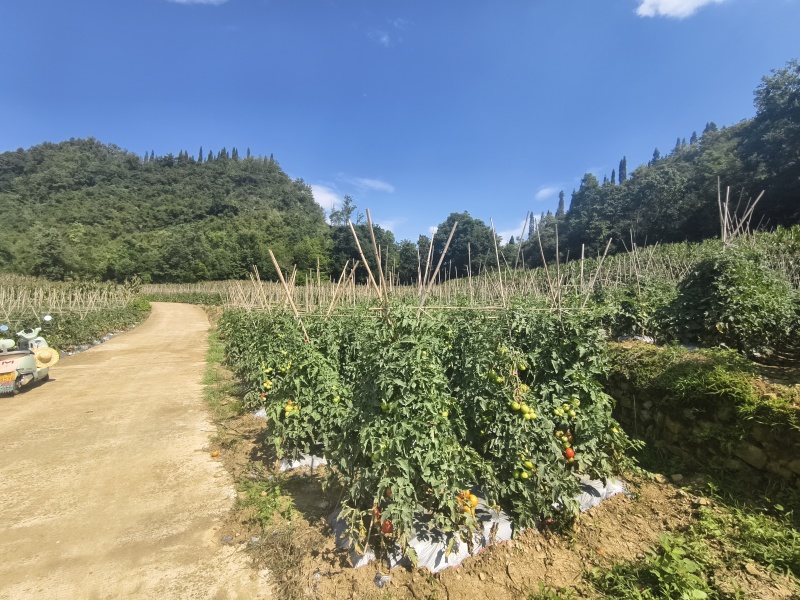 西红柿，量大从优，刚上市