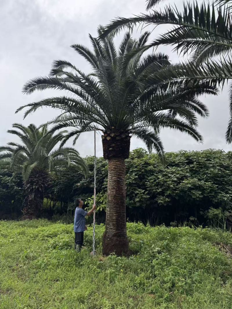加拿利海枣杆高4米普通货