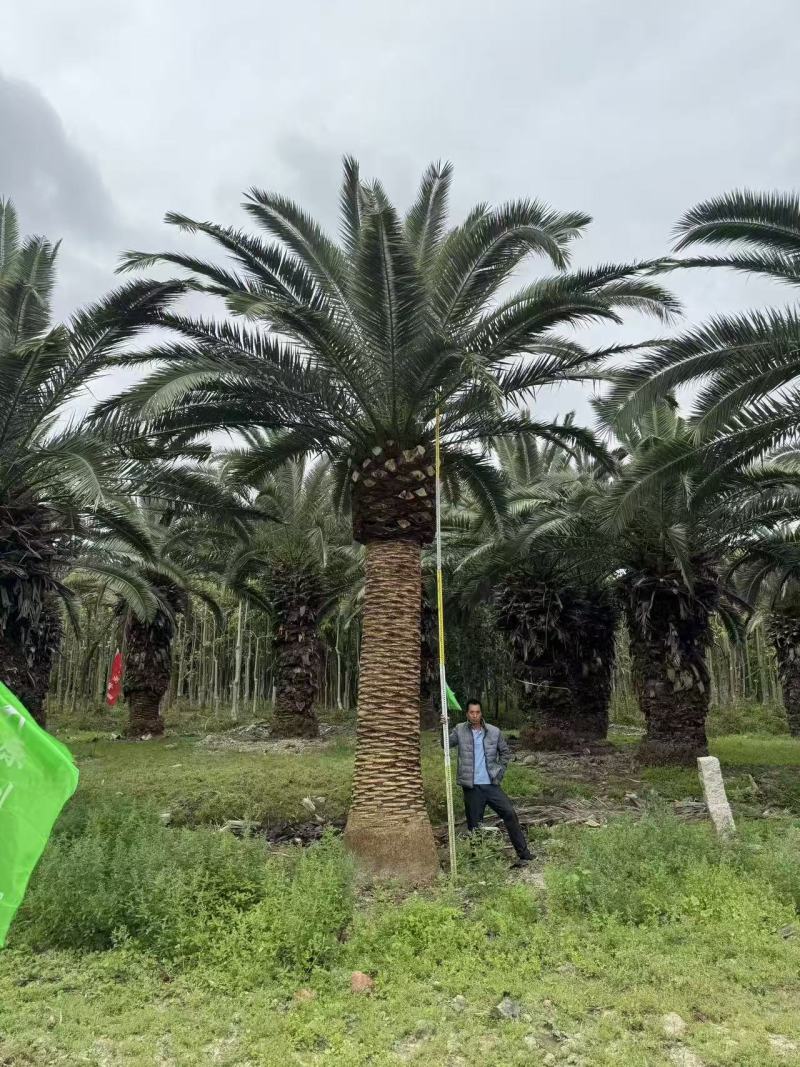 加拿利海枣杆高4米普通货