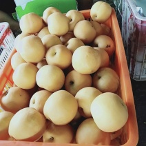 圆黄梨大量有货品质优现摘现发可对接市场商超欢迎咨询来电