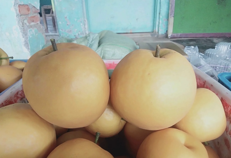 圆黄梨大量有货品质优现摘现发可对接市场商超欢迎咨询来电