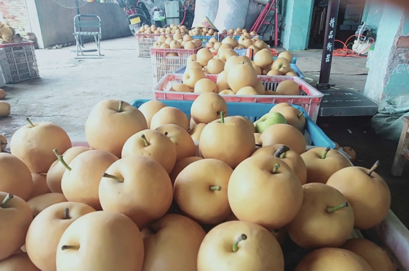 圆黄梨大量有货品质优现摘现发可对接市场商超欢迎咨询来电