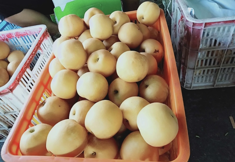 圆黄梨大量有货品质优现摘现发可对接市场商超欢迎咨询来电