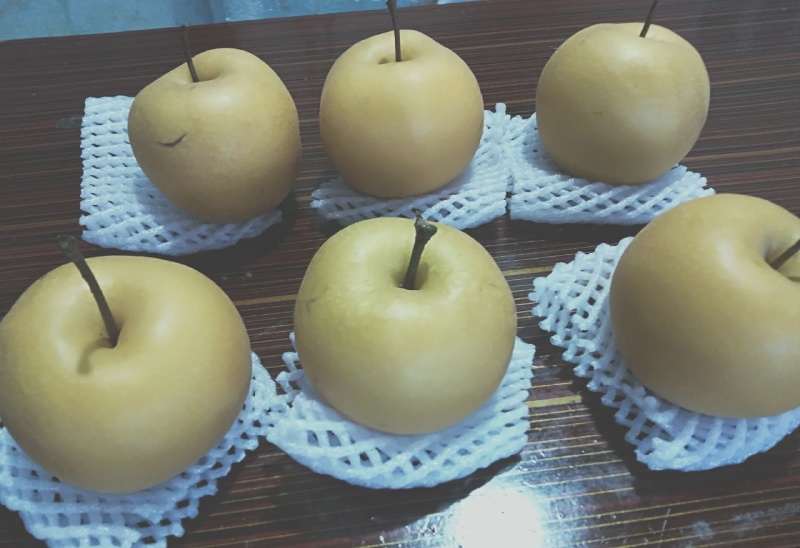 圆黄梨大量有货品质优现摘现发可对接市场商超欢迎咨询来电