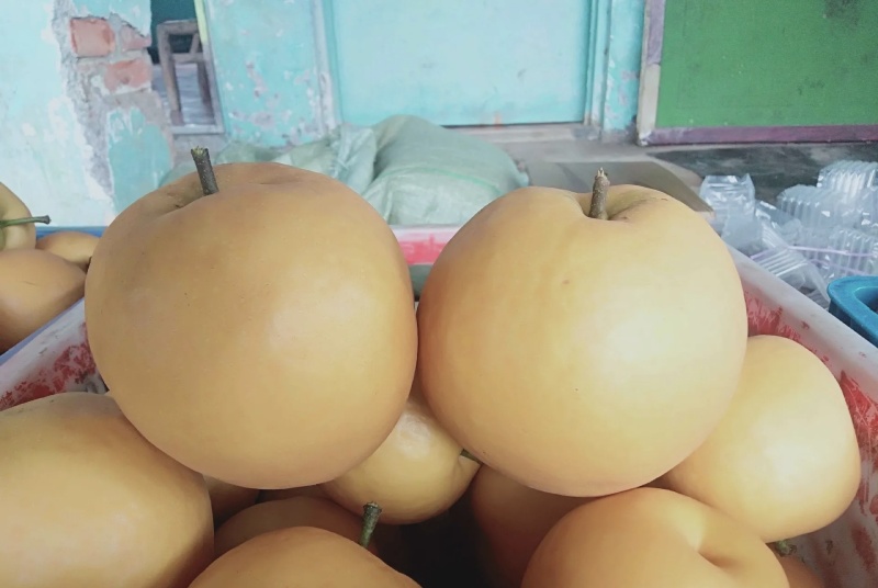 圆黄梨大量有货品质优现摘现发可对接市场商超欢迎咨询来电