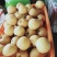 圆黄梨大量有货品质优现摘现发可对接市场商超欢迎咨询来电