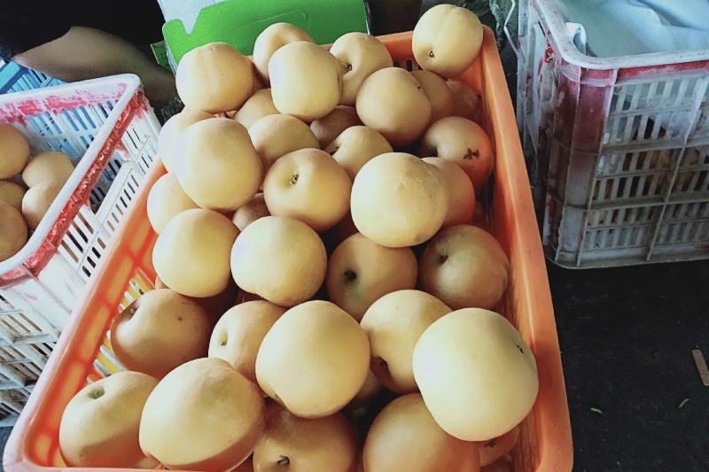 圆黄梨大量有货品质优现摘现发可对接市场商超欢迎咨询来电