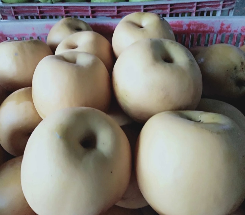 圆黄梨大量有货品质优现摘现发可对接市场商超欢迎咨询来电