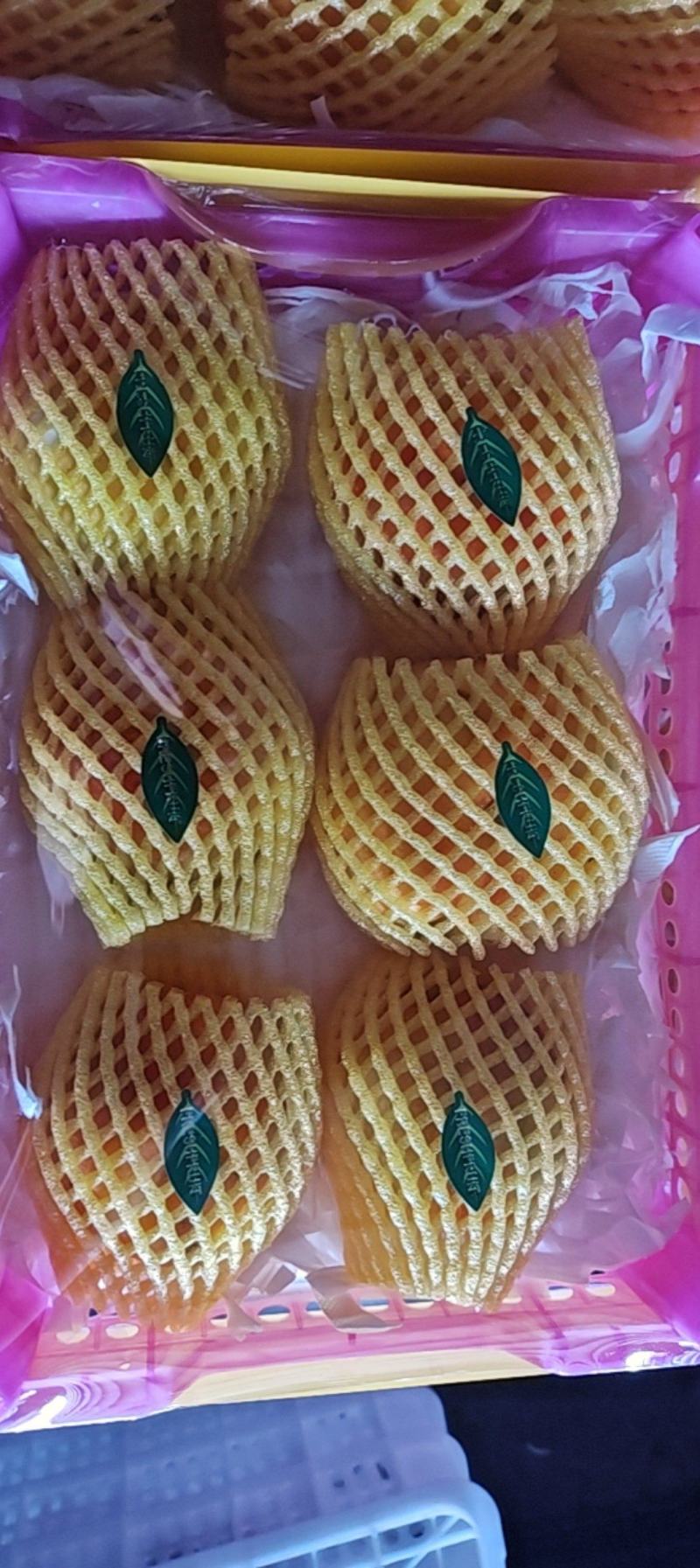 山东油蟠桃
