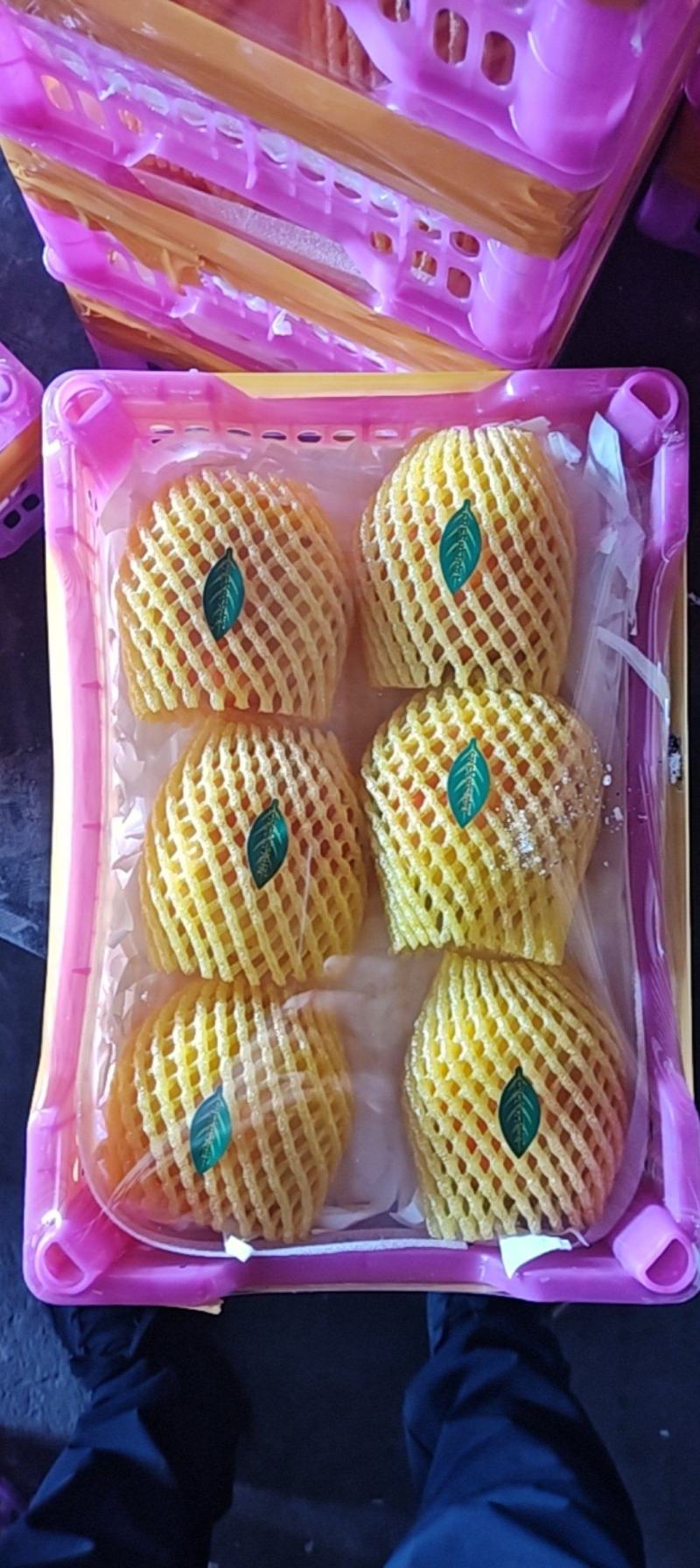 山东油蟠桃