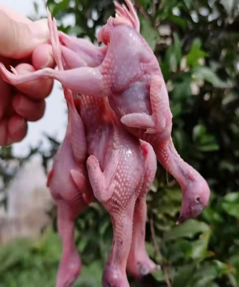芦丁鸡肉芦丁鸡白条养殖基地直发源头养殖厂家